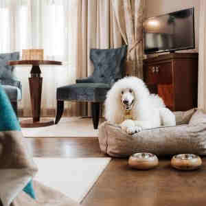 Rogaška Slatina, Hotel Zagreb 4*, pomlad 2026, Oddih s hišnim ljubljenčkom - AKCIJA